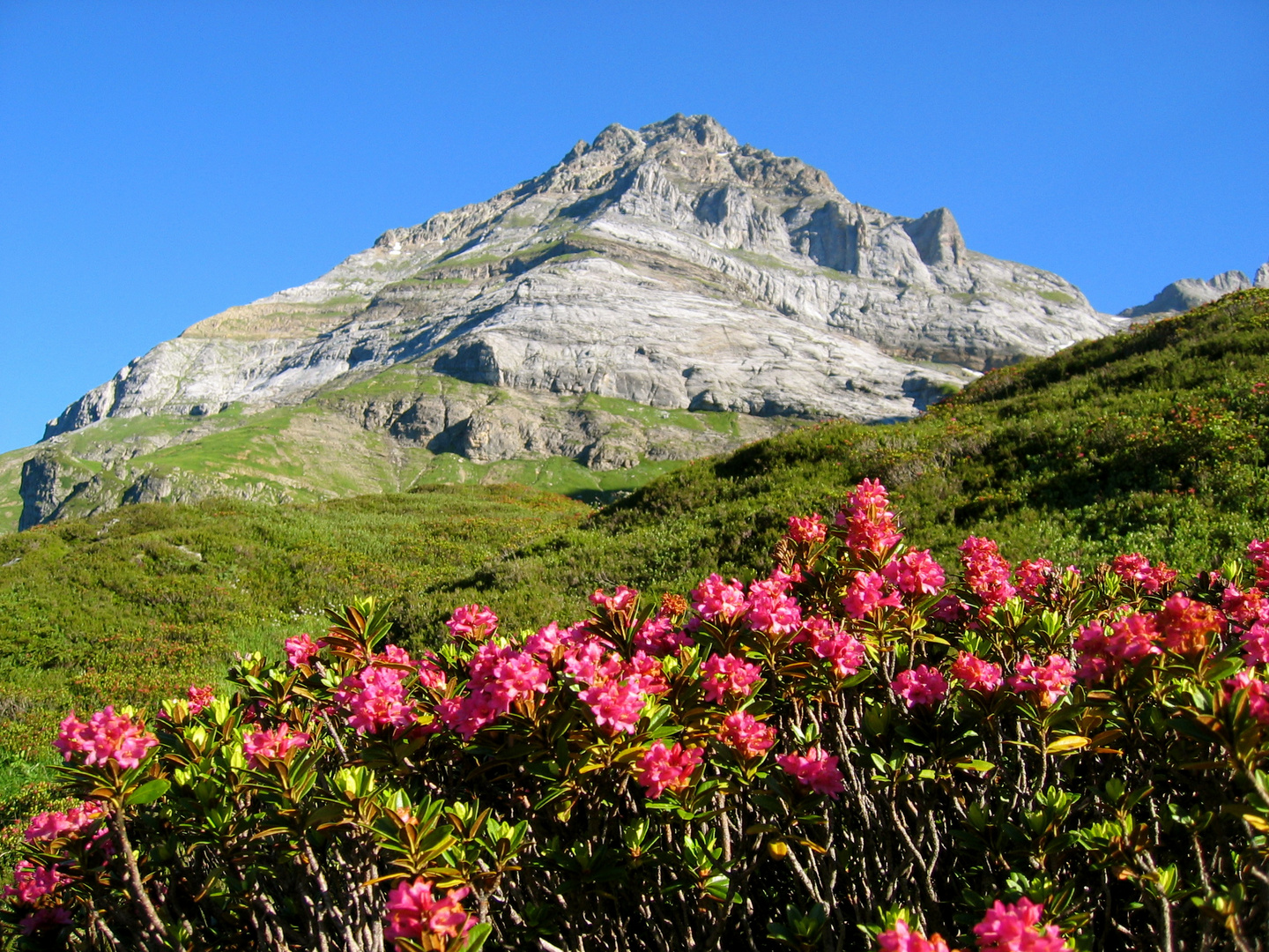 kl. Windgälle mit Alpenrosen