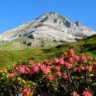 kl. Windgälle mit Alpenrosen