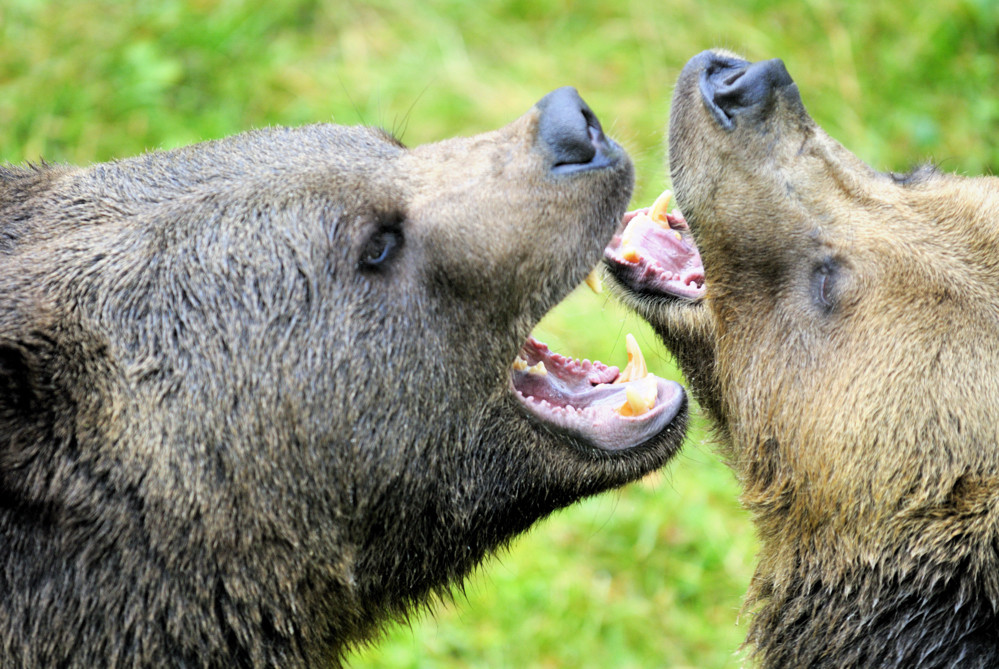 Klärendes Gespräch unter Bären im Nationalpark Bayerischer Wald