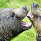 Klärendes Gespräch unter Bären im Nationalpark Bayerischer Wald