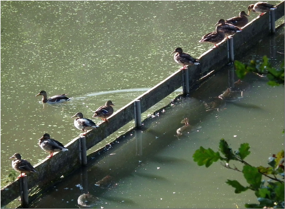 Klärteich-Enten ...