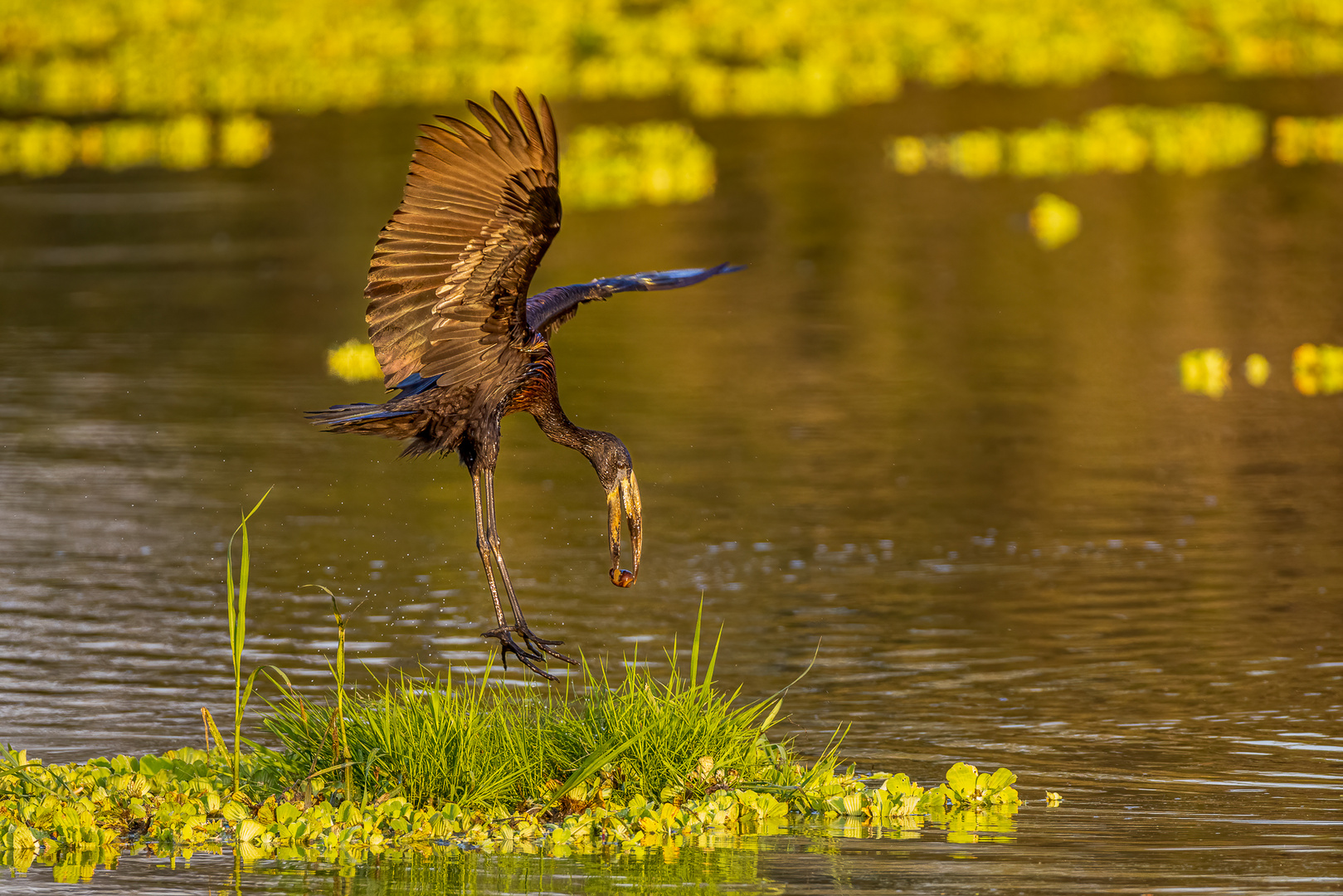 Klaffschnabel (African Openbill Stork)