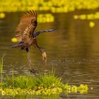 Klaffschnabel (African Openbill Stork)