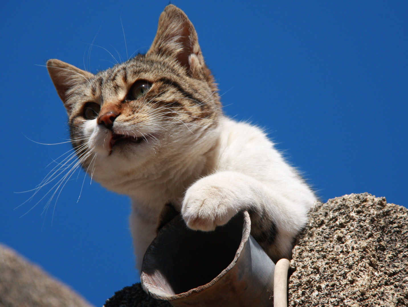 klagende katze auf dem kabeldach 2