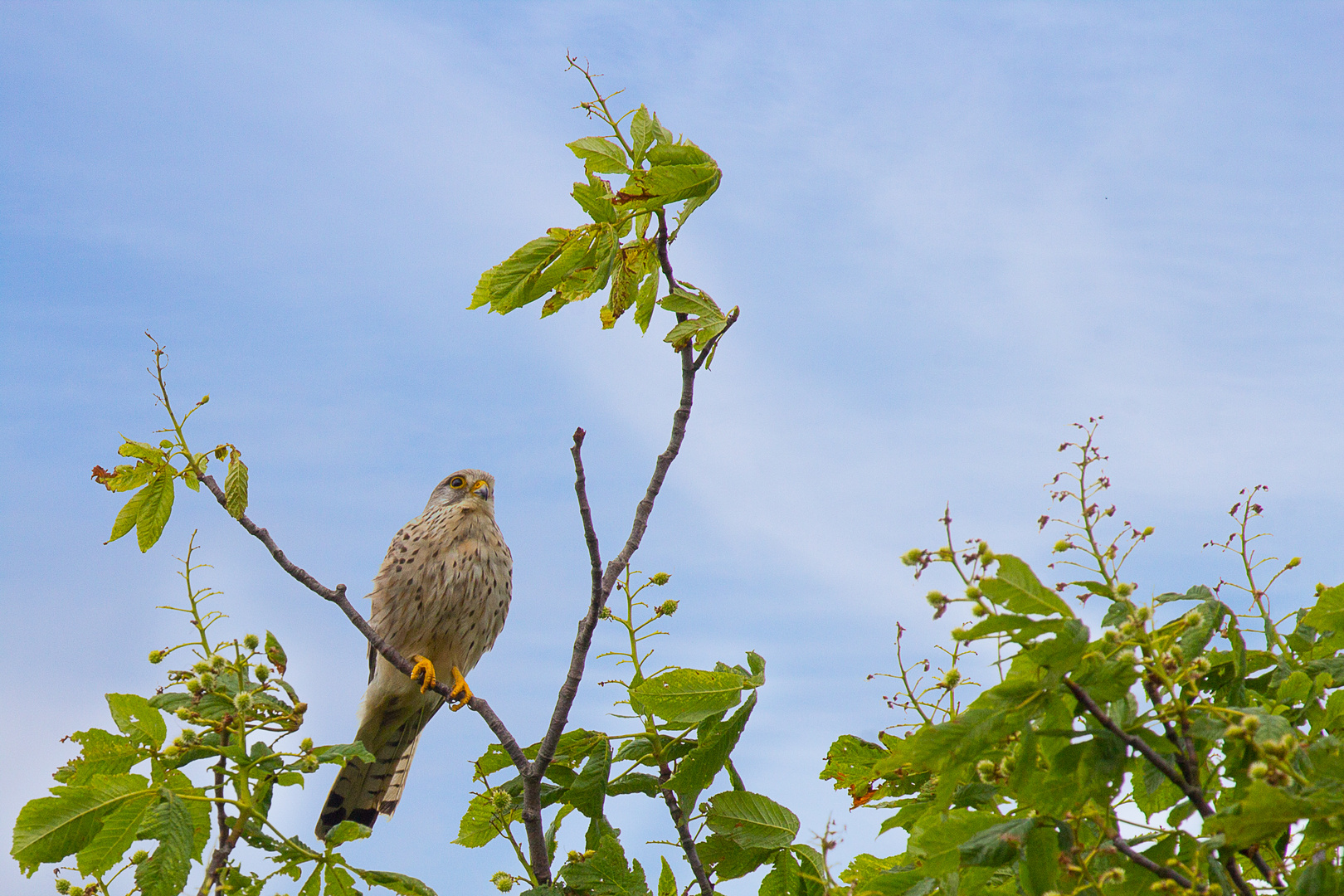 Klagender Turmfalke