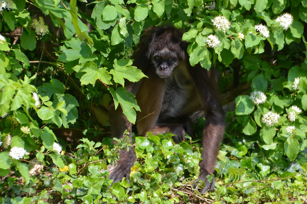 Klammeraffe Foto & Bild | tiere, zoo, wildpark & falknerei, säugetiere ...