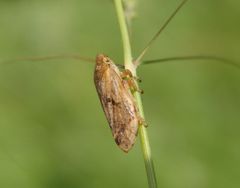 "Klammeraffe" - Wiesenschaumzikade (Philaenus spumarius)