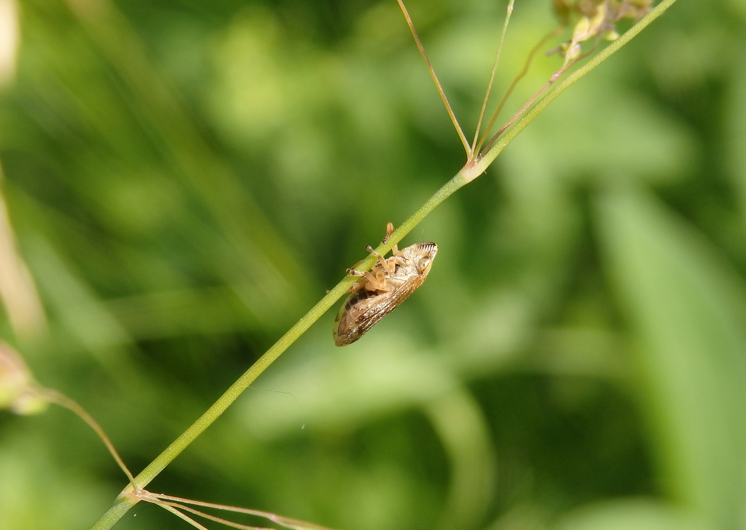 "Klammeraffe" - Wiesenschaumzikade (Philaenus spumarius)