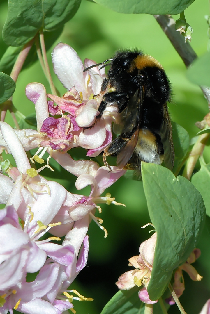 Klammerhummel