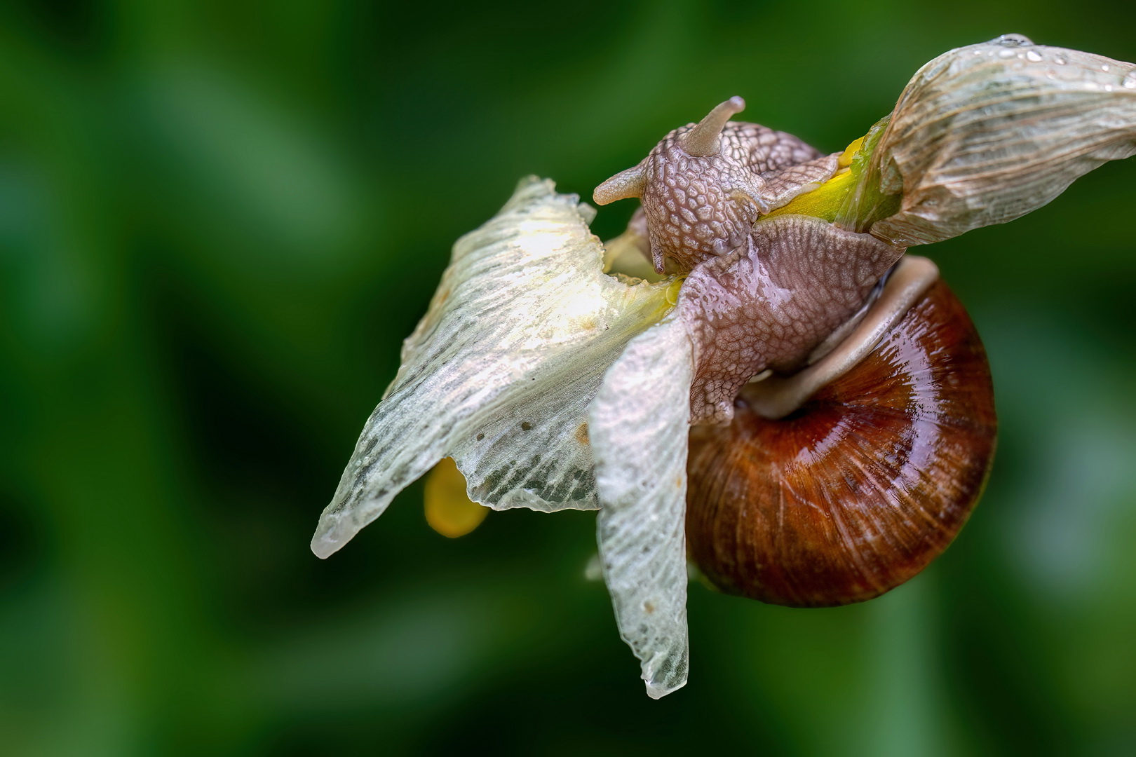 Klammerschnecke