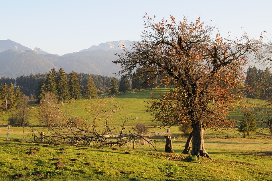 Klapp-Baum