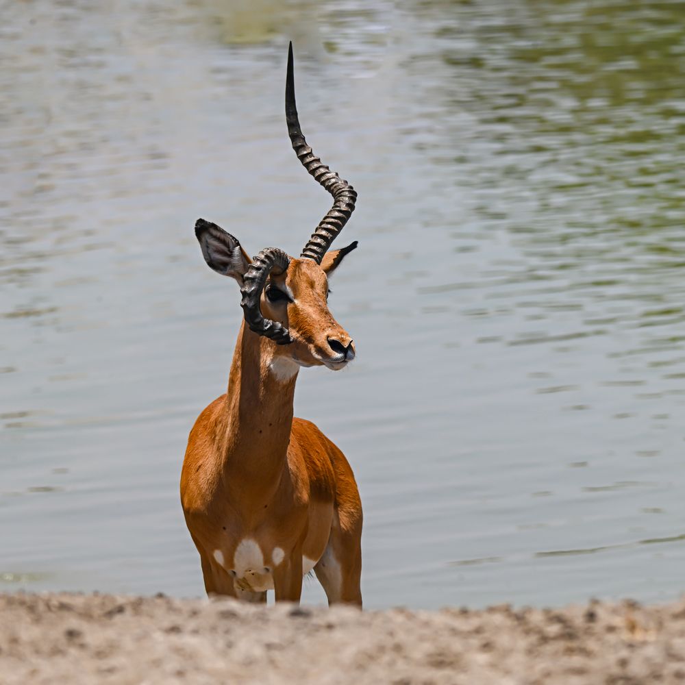 Klapp Horn