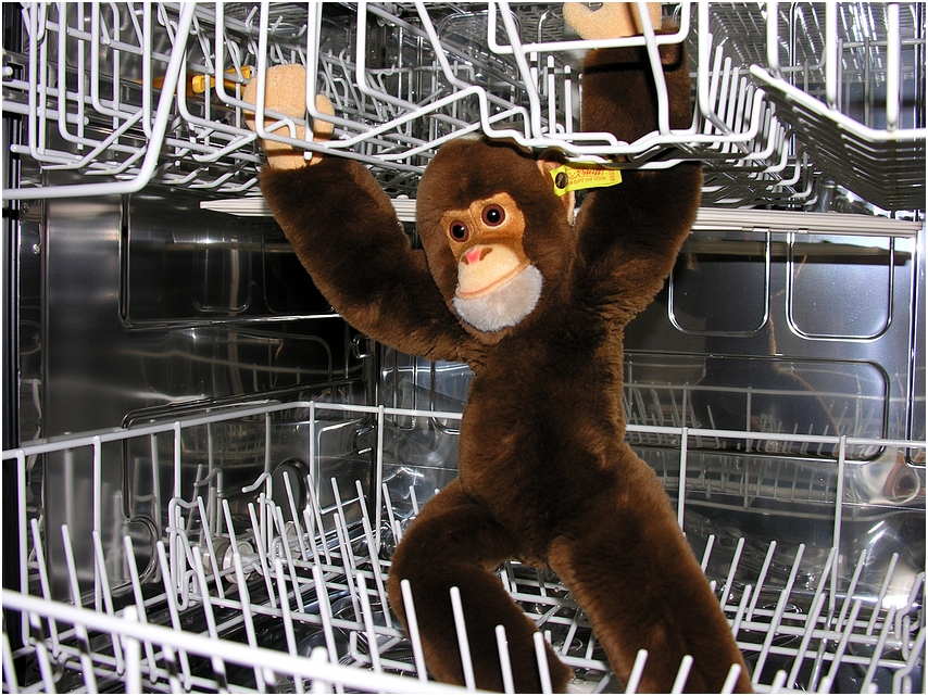 Klappe zu, Affe tot ! Foto & Bild quatsch, fun und rätselecke