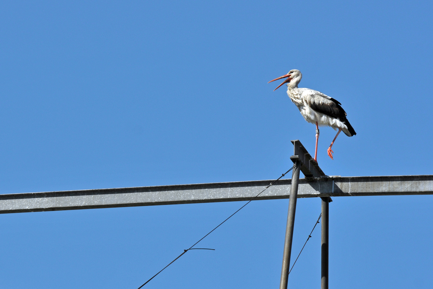 Klapper - Storch