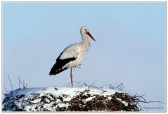 Klapper-Storch