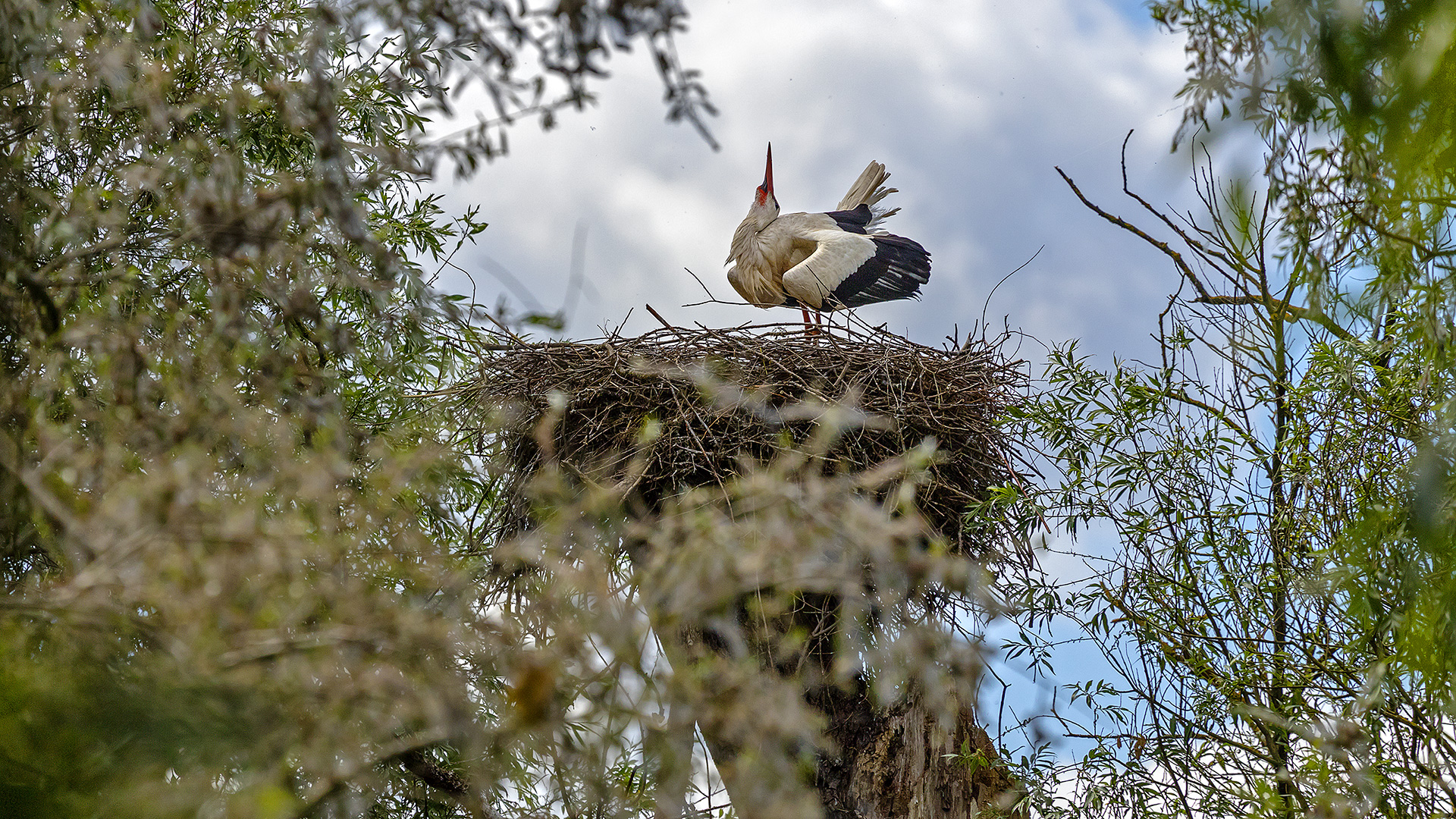 KLAPPER-STORCH in den Schiersteiner Rheinauen