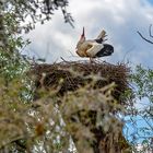 KLAPPER-STORCH in den Schiersteiner Rheinauen