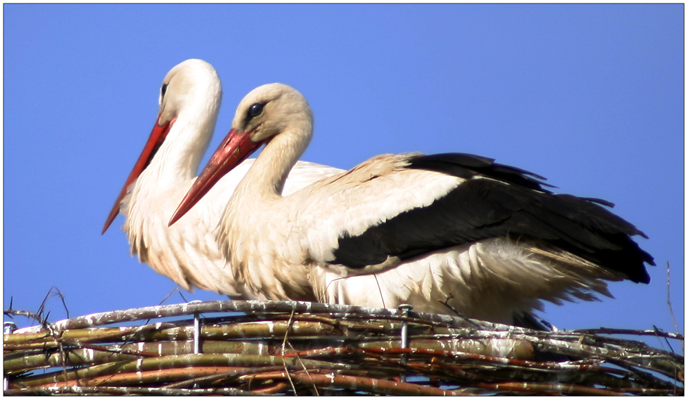 Klapper Storch Pärchen