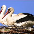 Klapper Storch Pärchen