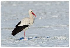 Klapper-Storch Wildlife