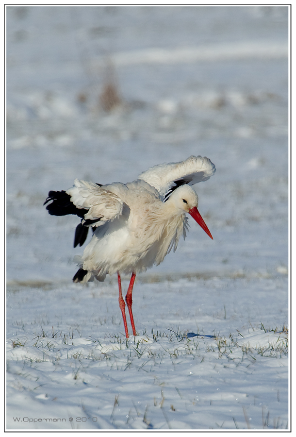 Klapper-Storch Wildlife ...