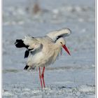 Klapper-Storch Wildlife ...