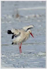 Klapper-Storch Wildlife ...