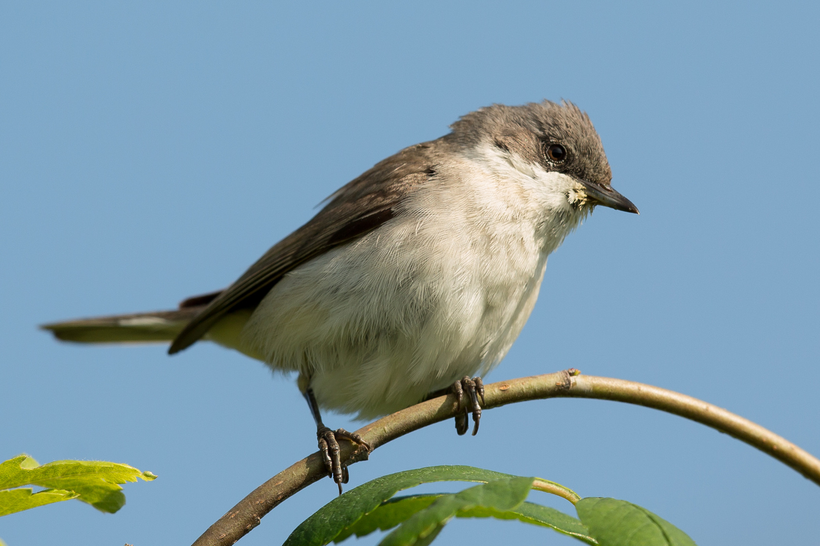 Klappergrasmücke auf der Suche nach Insekten