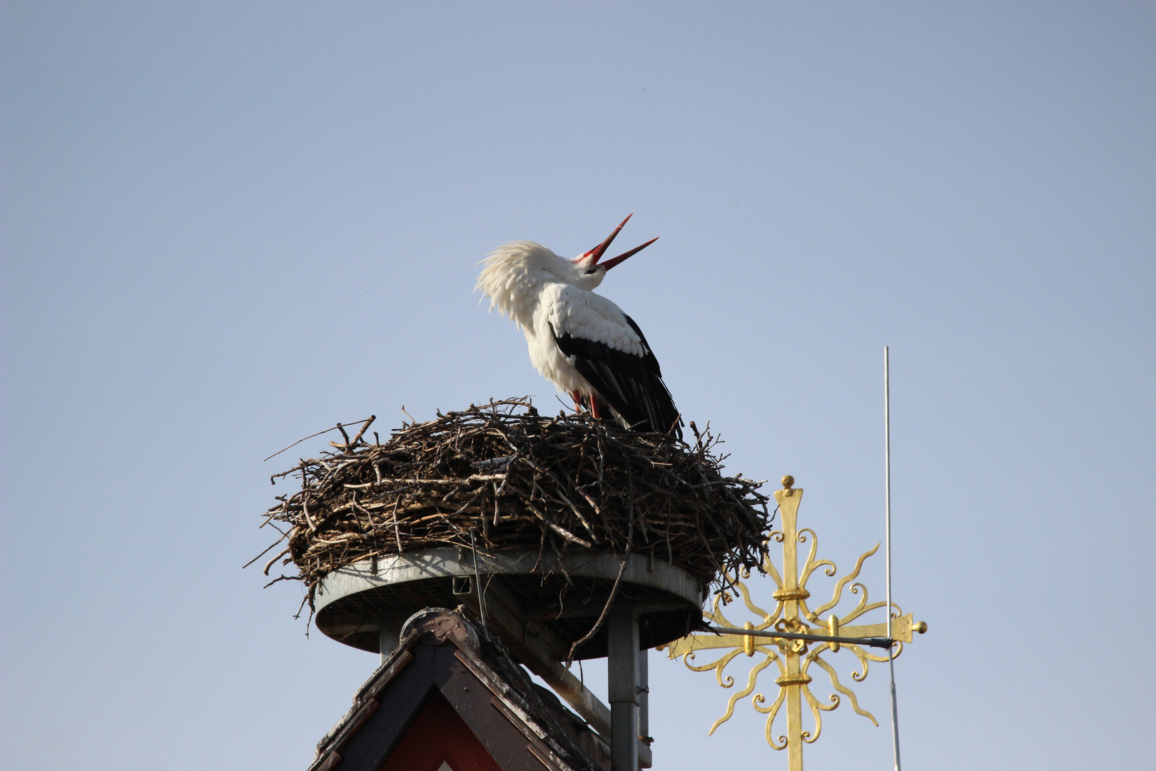 Klappern gehört zum Storch