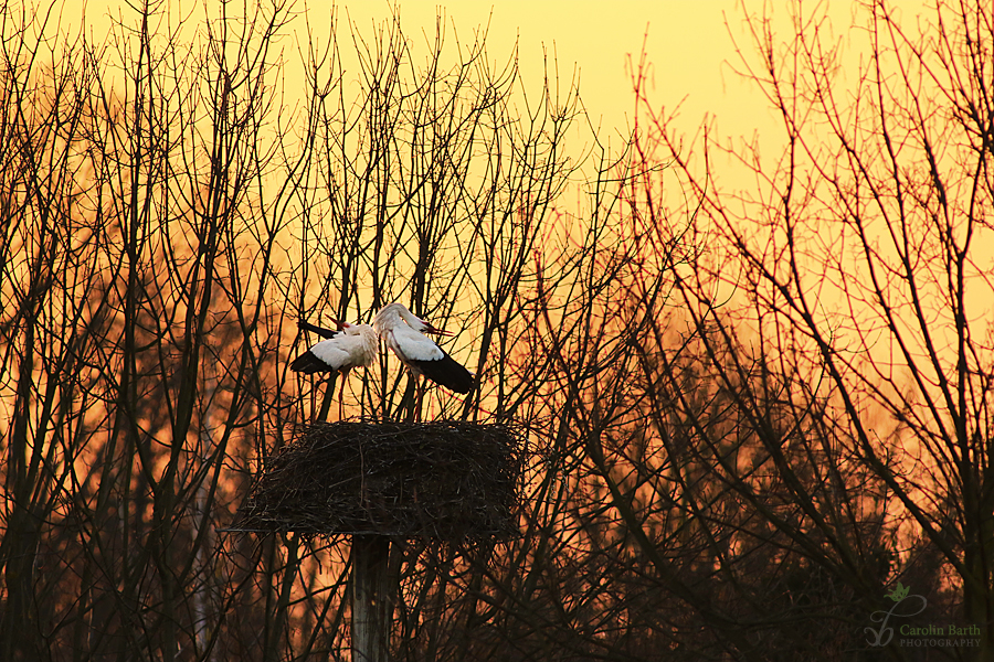 Klappern im Sonnenuntergang