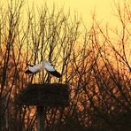 Klappern im Sonnenuntergang