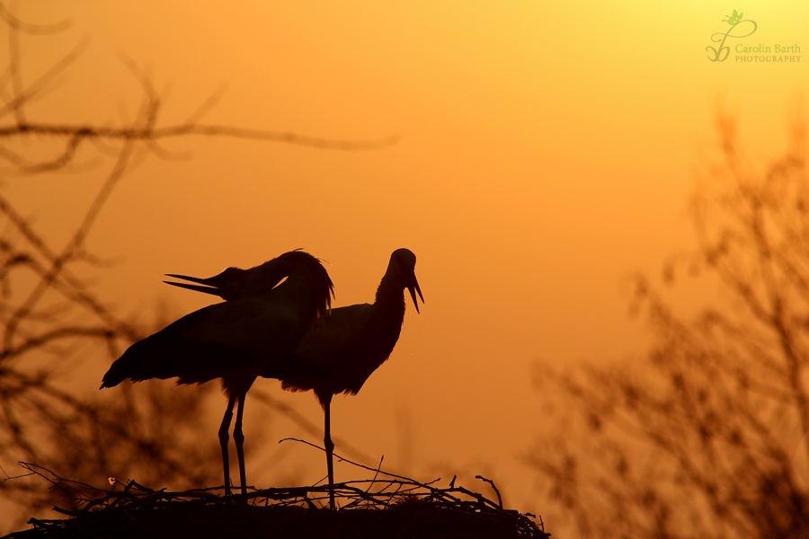 Klappern im Sonnenuntergang