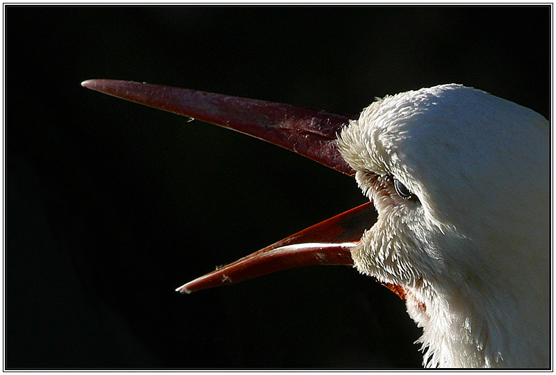 klappernder Klapperstorch