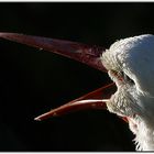 klappernder Klapperstorch