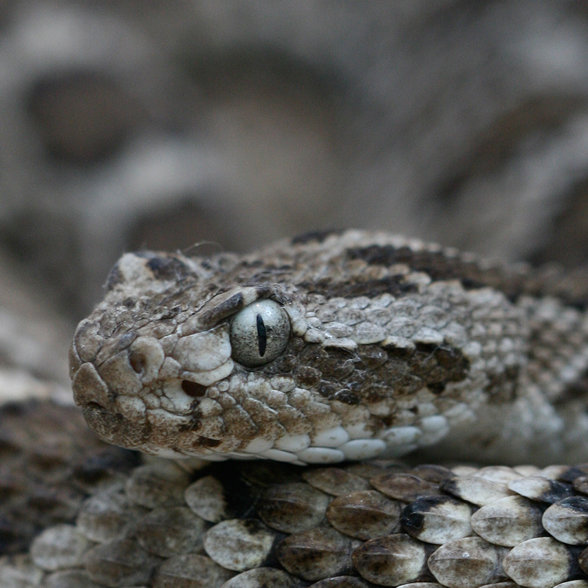 Klapperschlange Kalifornien / Rattlesnake