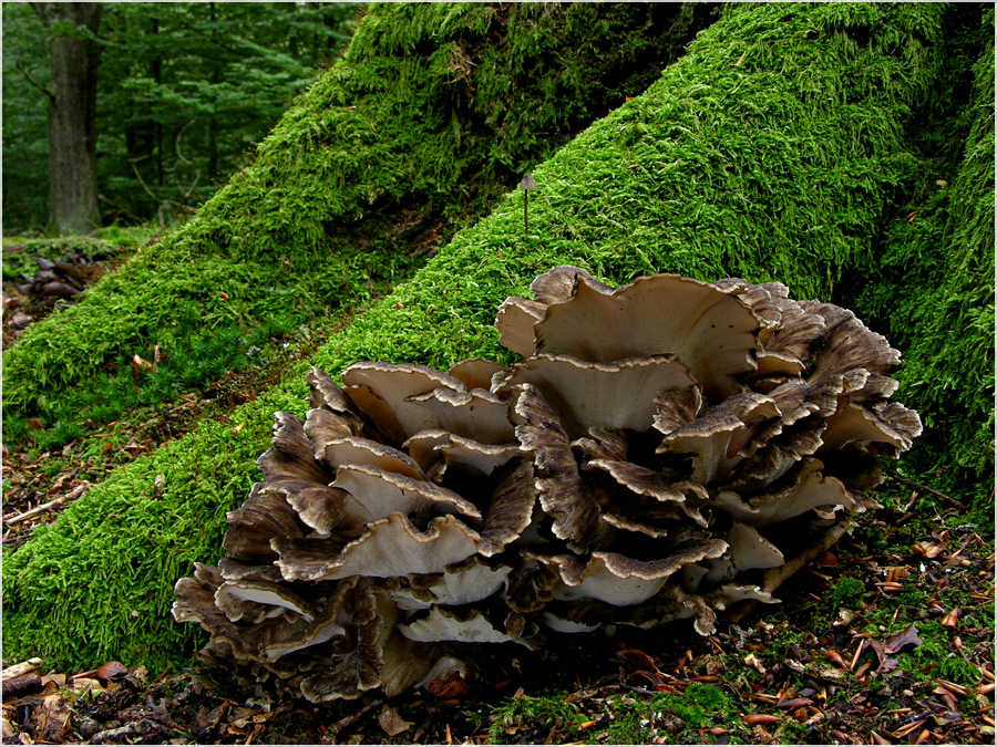 Klapperschwamm (Grifola frondosa)