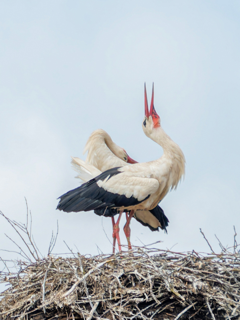 Klapperstoerche im Nest