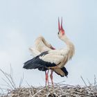 Klapperstoerche im Nest