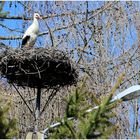 Klapperstorch