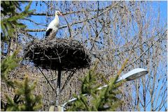 Klapperstorch