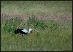 *Klapperstorch*