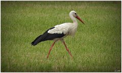 KLAPPERSTORCH 