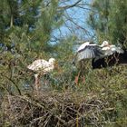 Klapperstorch 