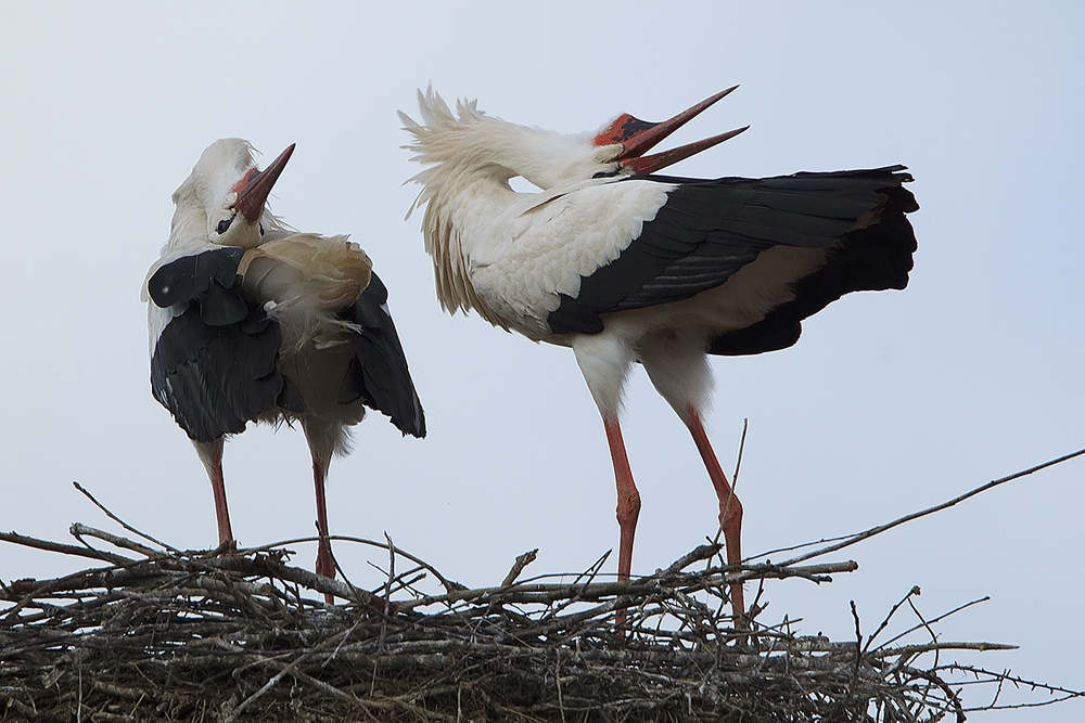 Klapperstorch