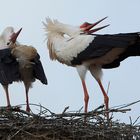 Klapperstorch