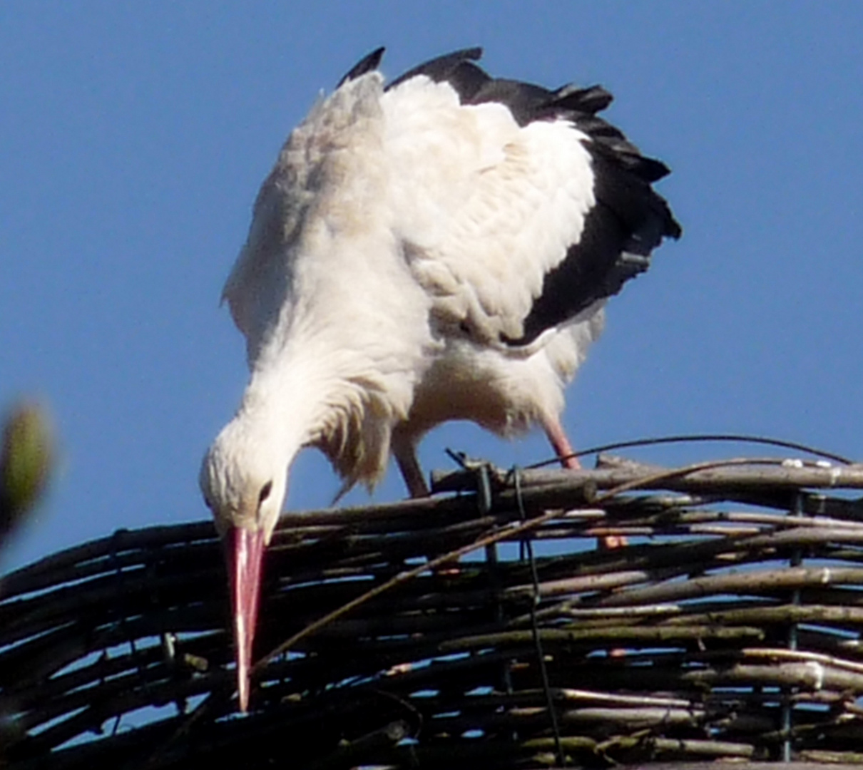 Klapperstorch 2