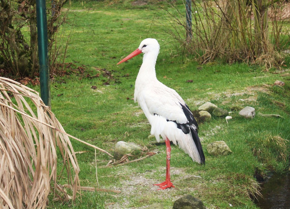 Klapperstorch