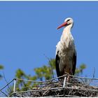 Klapperstorch