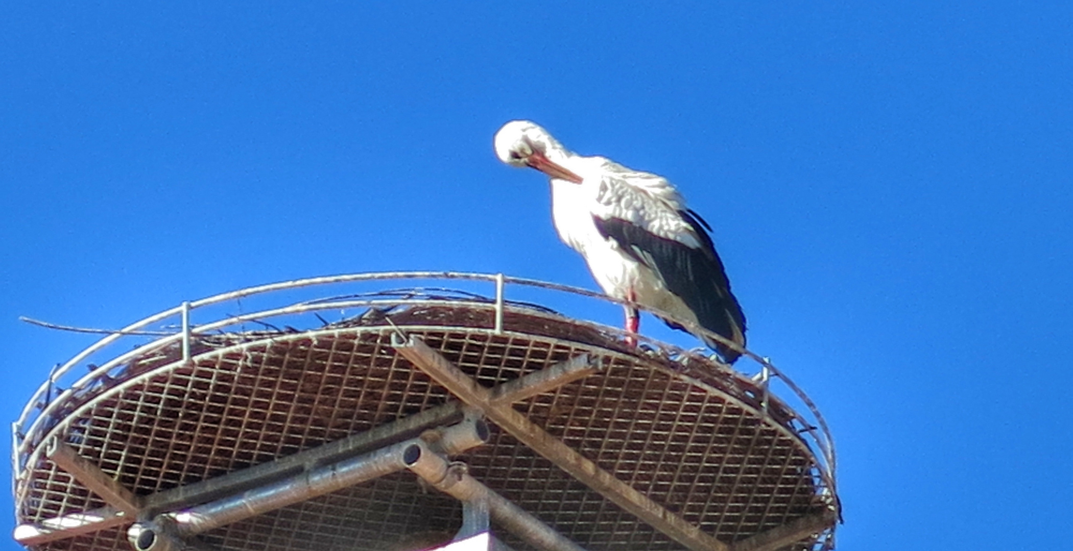 klapperstorch