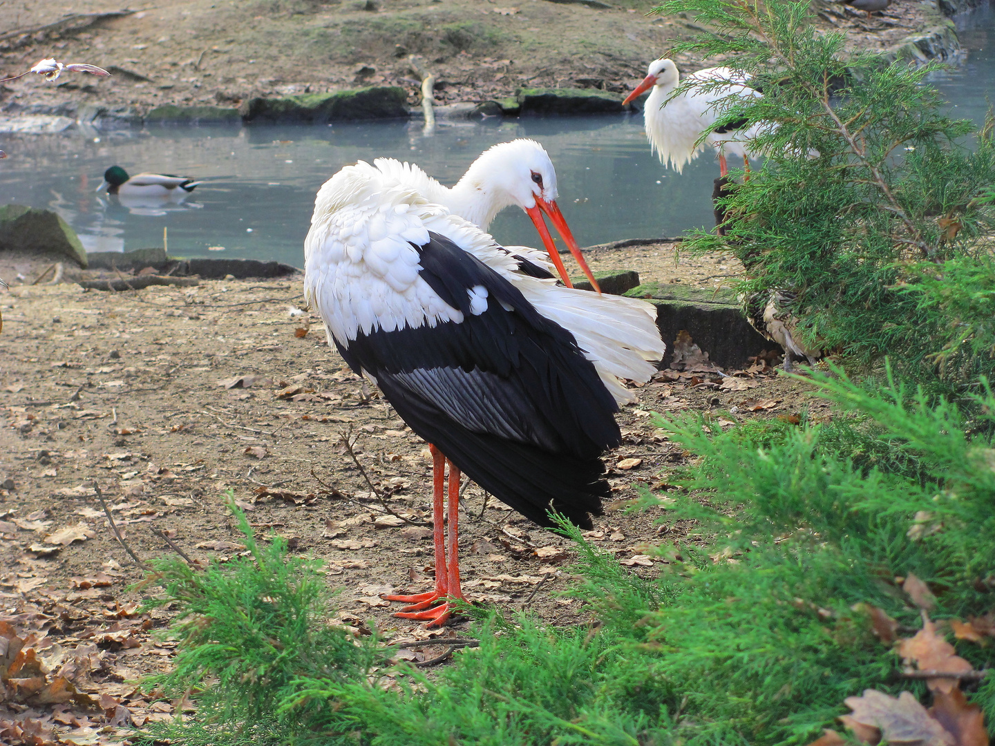 Klapperstorch